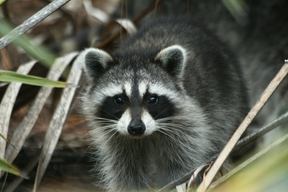 Raccoon