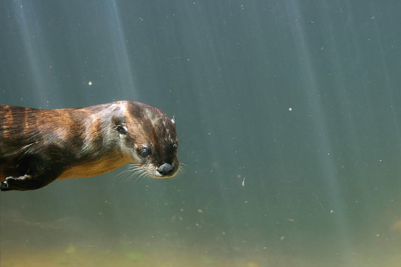 Otter