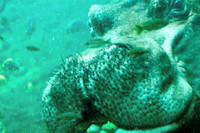 Hippo