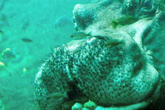 Hippo
