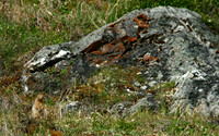 Ground Squirrel - Alaska