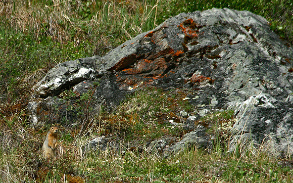 Ground Squirrel - Alaska