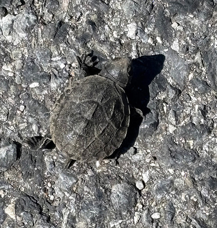 Turtle
