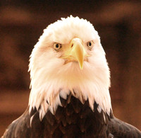American Bald Eagle