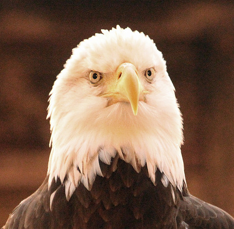 American Bald Eagle