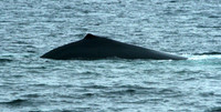 Whale