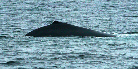 Whale