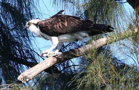 Osprey