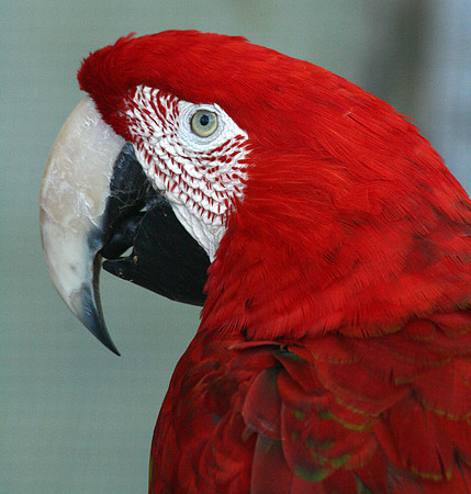 Parrot