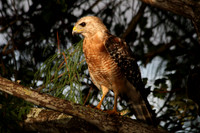 Hawk