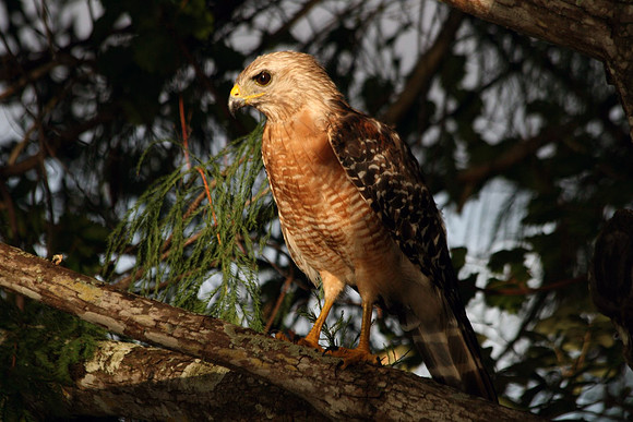 Hawk