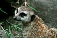 Meerkat