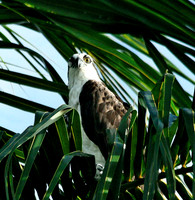 Osprey