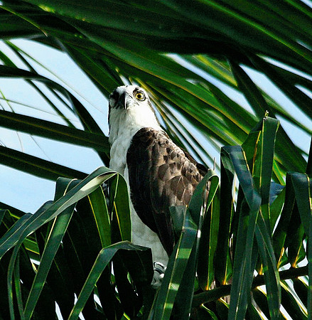 Osprey