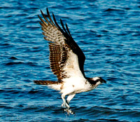 Osprey