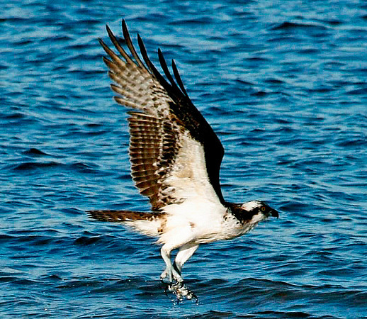Osprey
