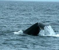 Whale