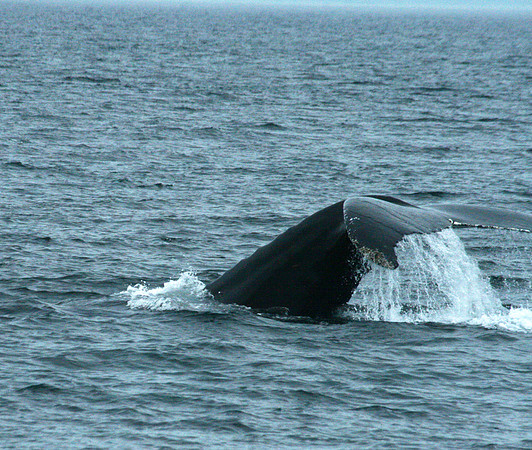 Whale