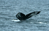 Whale