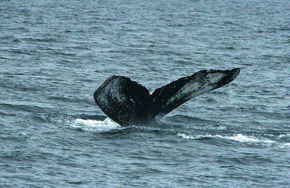 Whale