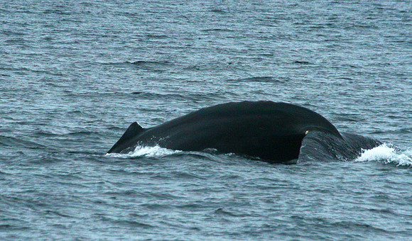 Whale