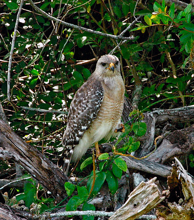 Hawk