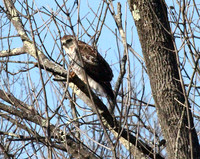 Hawk
