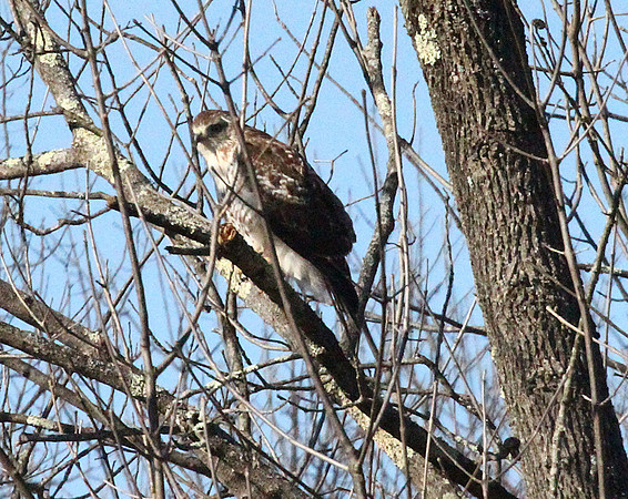 Hawk