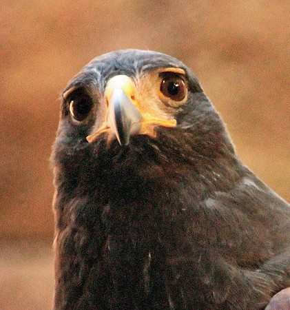 Falcon