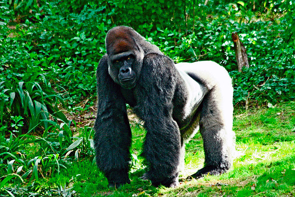 Male Gorilla