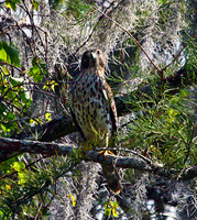Hawk