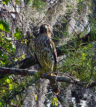 Hawk