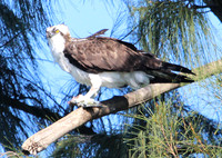 Osprey