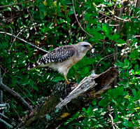 Hawk