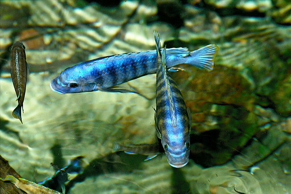 Fish