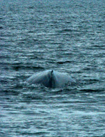 Whale