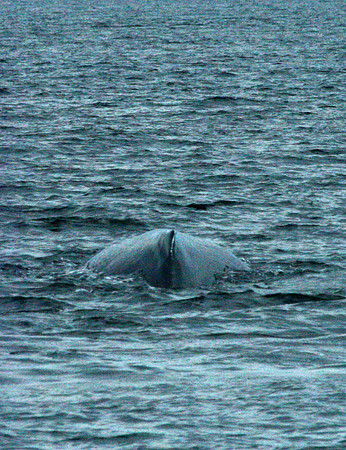 Whale