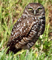 Burrowing Owl