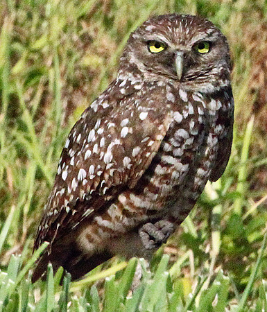Burrowing Owl