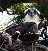 Osprey