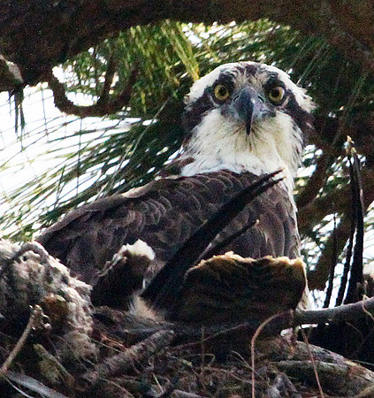 Osprey