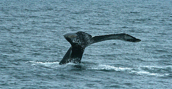 Whale