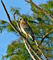 Hawk