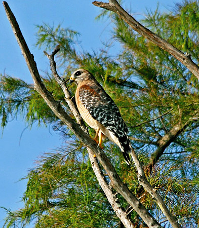 Hawk