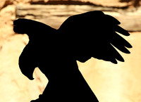 Falcon