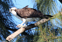 Osprey