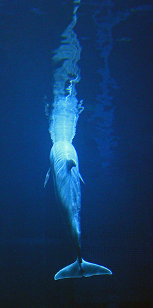 Dolphin