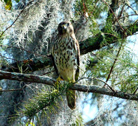 Birds of Prey