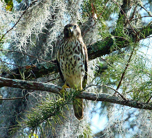 Hawk