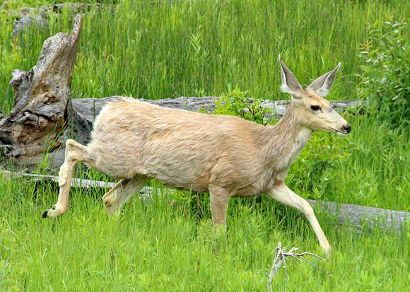Doe  - Yellowstone